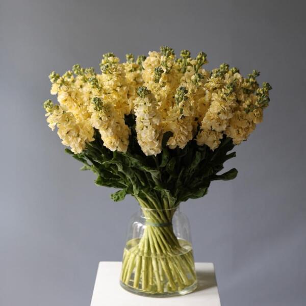 Stock in a vase - 39 маттиол