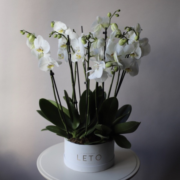 Orchid  in a hat box - Размер L