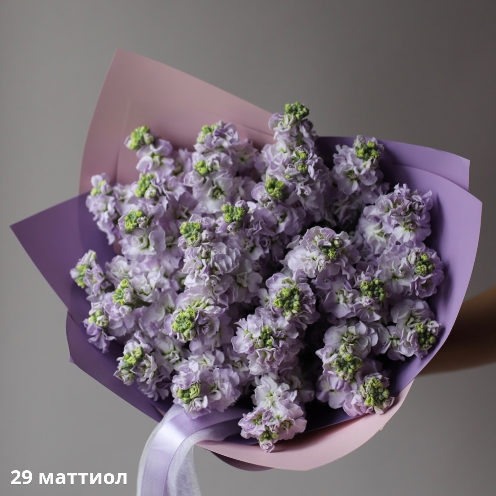 Lilac Stock Lilac Stock -  29 маттиол