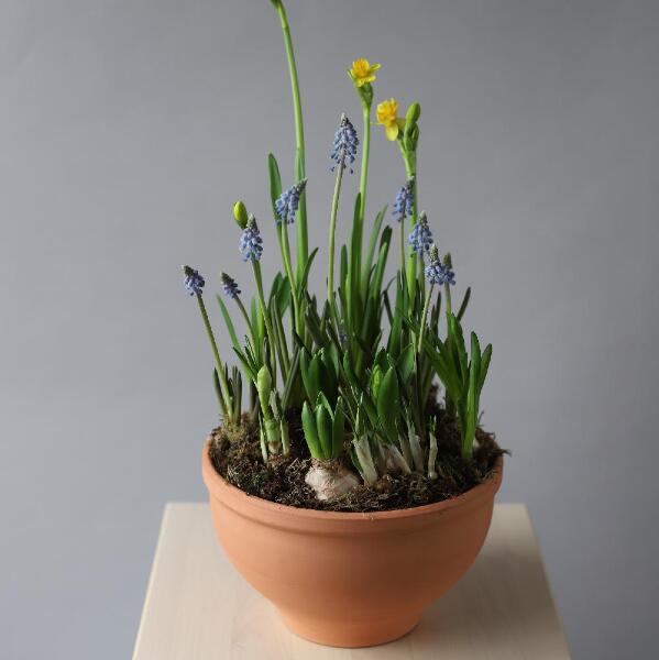 Spring flowers in a ceramic pot - Размер S 