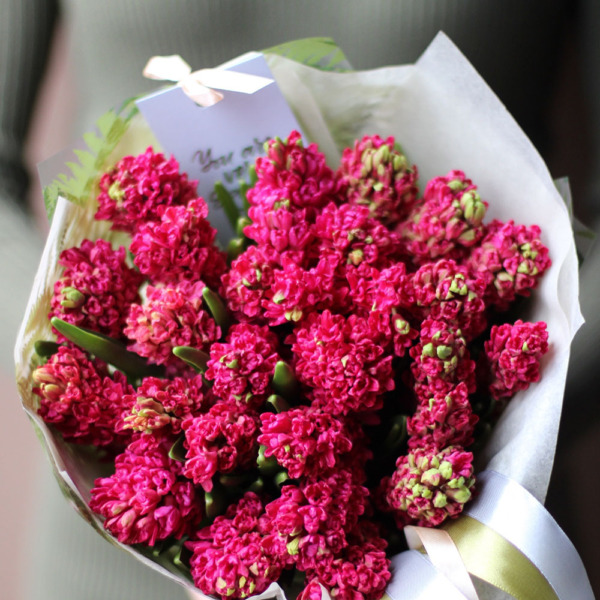 Red Hyacinthus - 25 гиацинтов