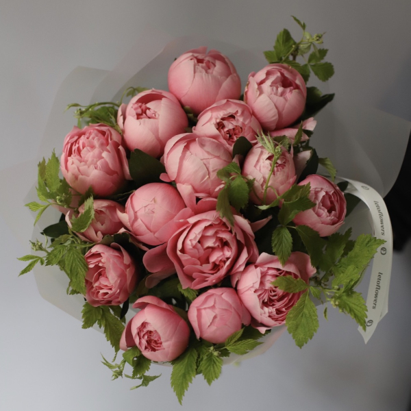 Salmon Peony -   15 пионов 
