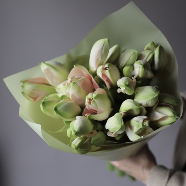 Pink Amaryllis - 11 амариллисов