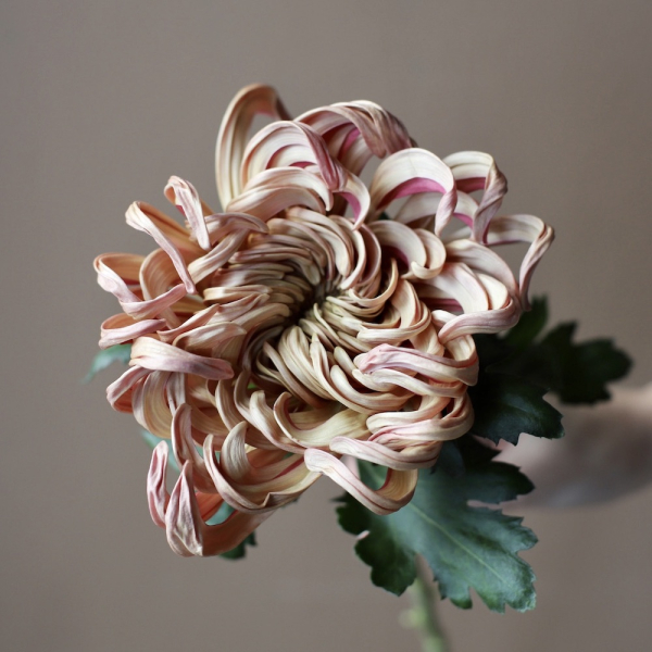 Curly caramel Chrysanthemum