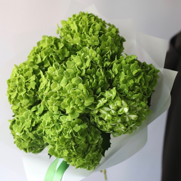 Colombian Hydrangeas - 9 гортензий