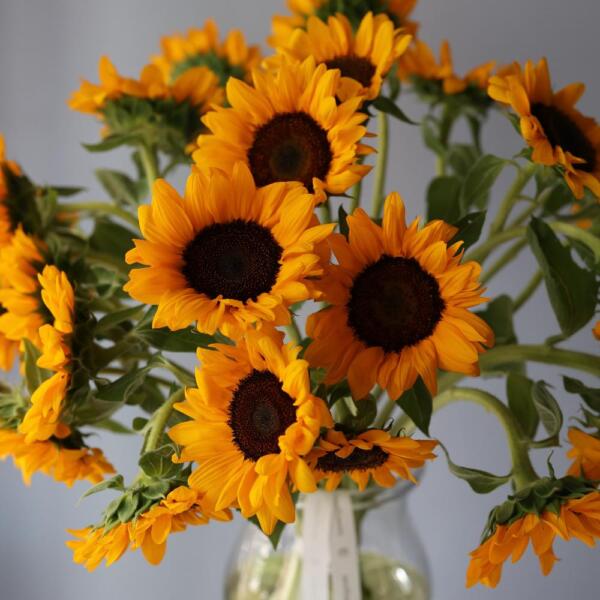 Sunflowers in a vase