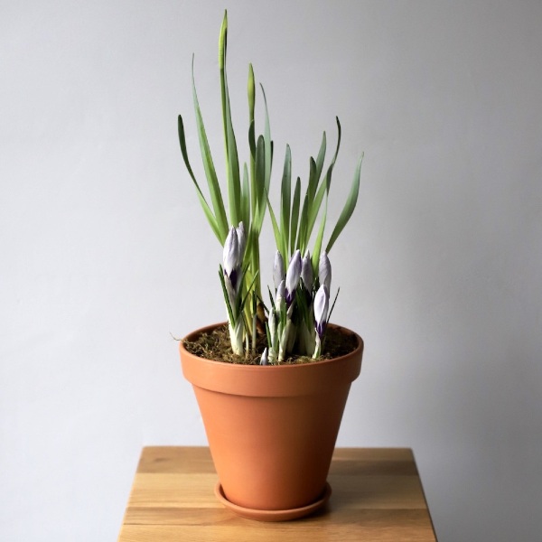 Spring flowers in a ceramic pot - Размер S