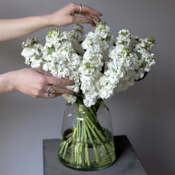 Stock in a vase - 29 маттиол