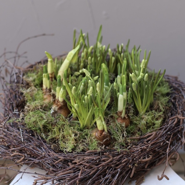 Easter Nest with Primroses
