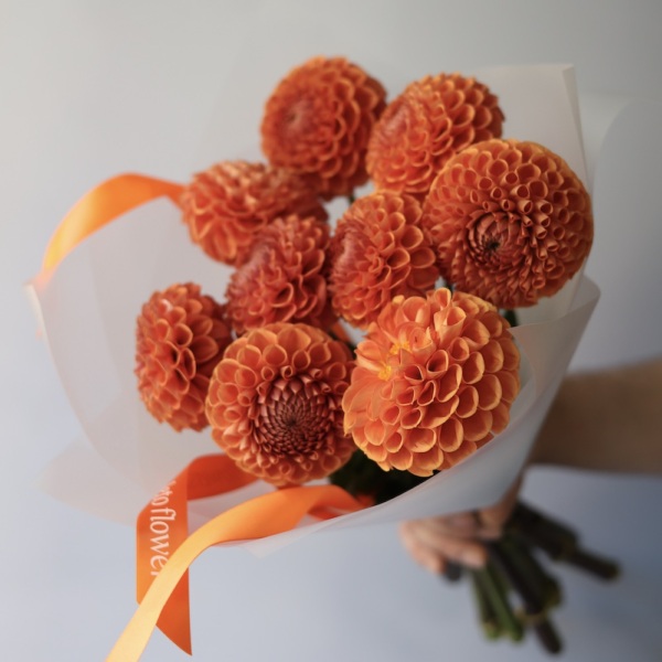 Orange Dahlia -  25  георгин 