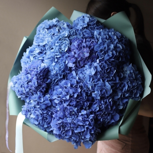 Blue Hydrangea - 15 гортензий