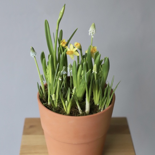 Spring flowers in a ceramic pot - Размер S