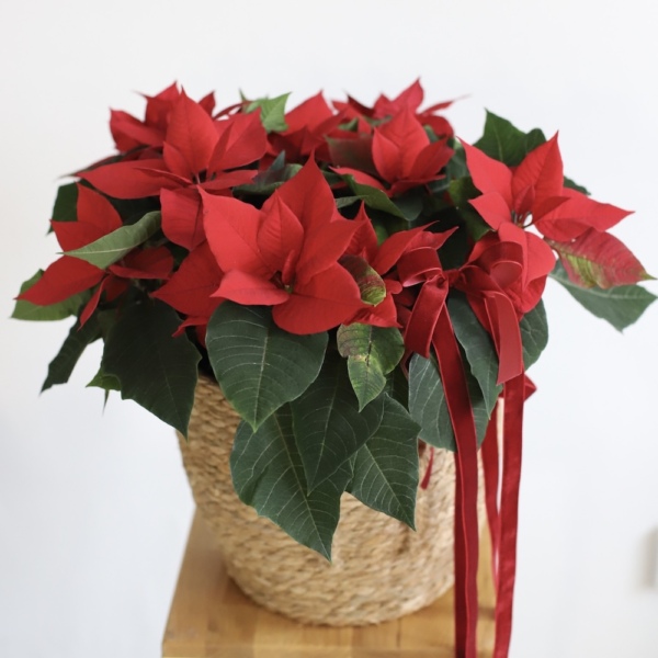 Poinsettia in a basket